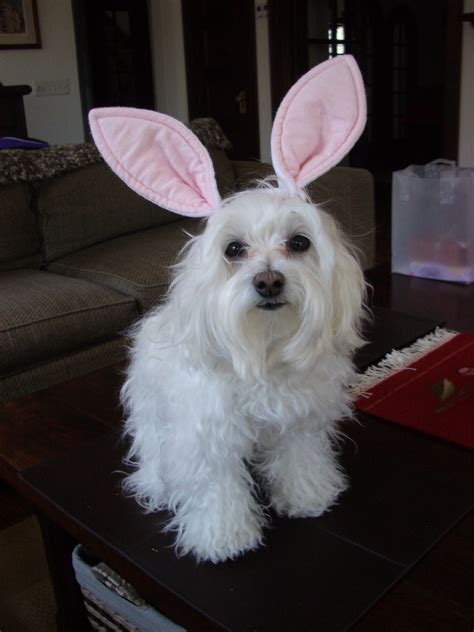 Dog With Bunny Ears Picture Blog Posts From Octavarius