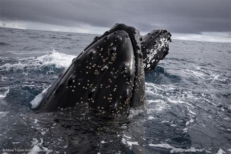 humpback whales have made a remarkable recovery time
