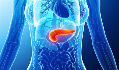 Pancreatic Cancer Cure Scientists Look For Human Versions Of Cancer