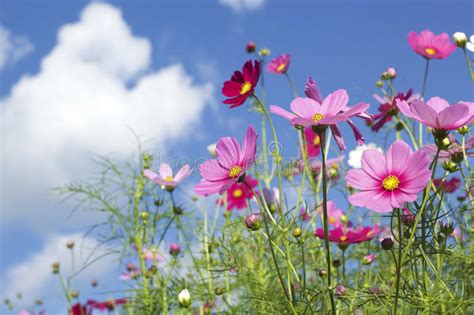Pink And White Cosmos Flowers In The Nature Stock Image Image Of