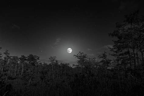 Moon Forest Photograph By Mark Andrew Thomas Pixels