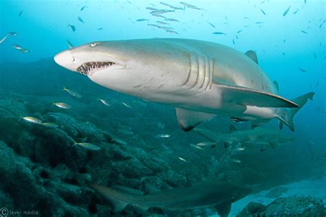 In Deep Straddie A Haven For Grey Nurse Sharks Queensland Times