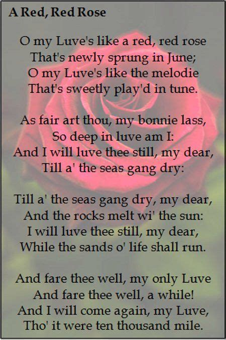 My Loves Like A Red Red Rose Rose Poems Scottish Poems Robert Burns
