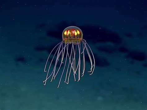 Types Of Jellyfish 813