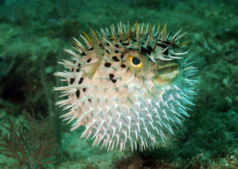 Stop Puffing Pufferfish Scuba Diver Life