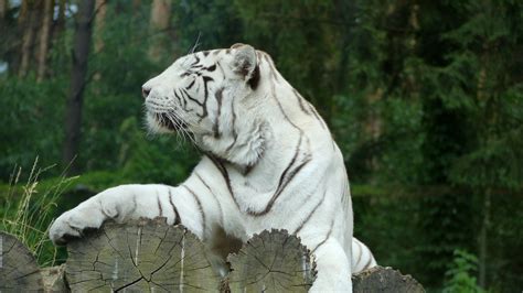 Wallpaper Id 24100 White Tiger Bengal Tiger Predator 4k Free Download