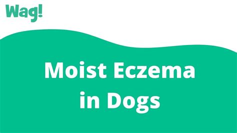 How Do I Treat My Dogs Wet Eczema