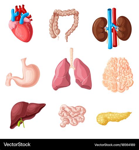 Cartoon Human Organs Set Medical Illustration Human Organ Diagram Images