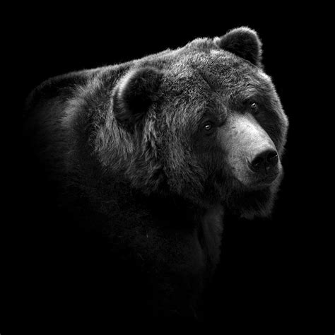 Portrait Of Bear In Black And White Photograph By Lukas Holas