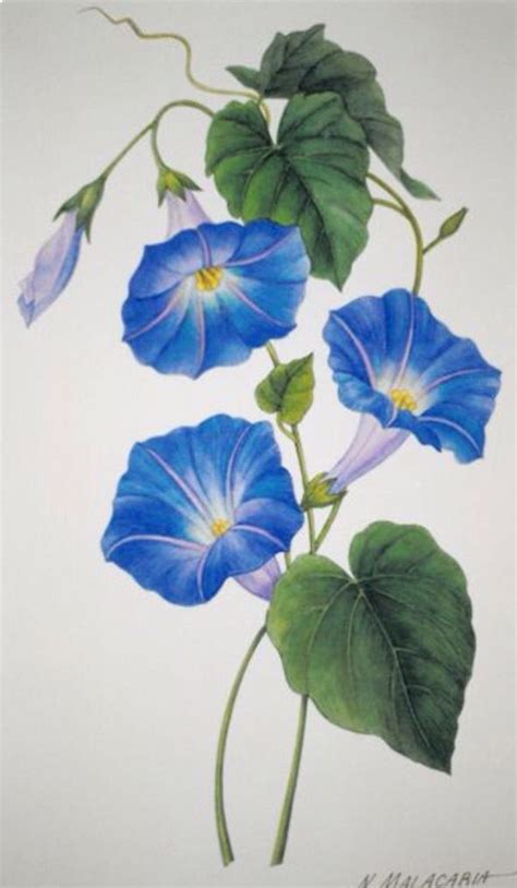 See more ideas about morning glory tattoo, morning glory, tattoos. Pin on flowers to paint