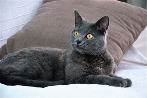 Chartreux Cat Breed Profile Characteristics And Care