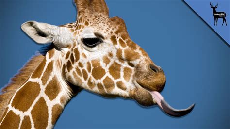 Why Giraffe Tongues Are So Weird Youtube