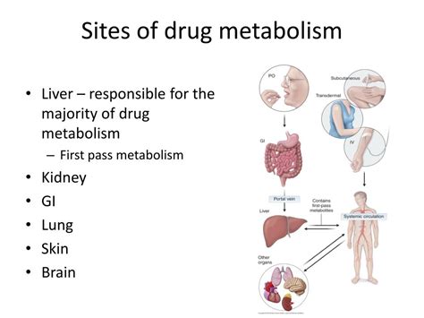 Ppt Drug Xenobiotic Metabolism And Pharmacogenetics Powerpoint