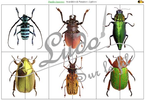 Puzzles Insectes Ludo Sur Le Fil