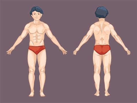 Anatomia Woman Uomo Showing Muscoli Corpo Render Illustrazione My Xxx Hot Girl