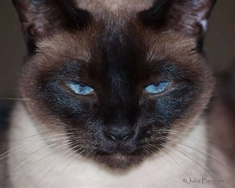 However, other possible color patterns are probable through the different breeding process. Siamese/Orientals cats.Lilac point,Seal tabby silver ...