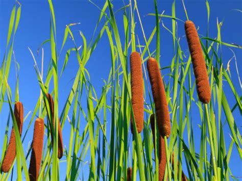 3 Best Benefits Of Cattail Organic Facts