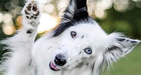 14 Pictures Only Border Collie Owners Will Think Are Funny The Dogman