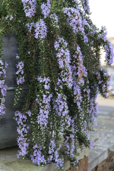 Fabulous Trailing Plant With Purple Flowers Hanging Wisteria