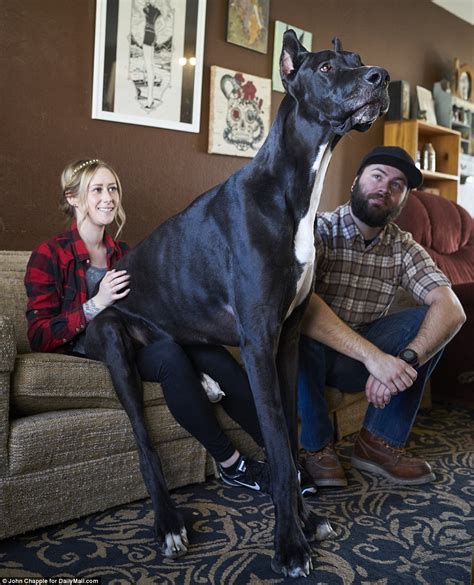 19 Worlds Largest Dog Breeds You Wish You Owned Dailyforest Page 6