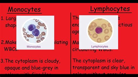Monocytes Vs Lymphocytes 3 Min Quick Differences And Explanation Youtube