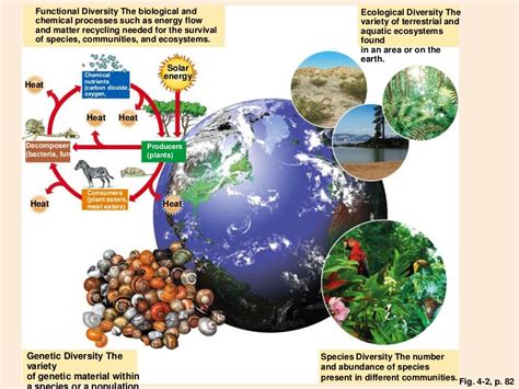 Concept And Characteristics Of Biodiversity