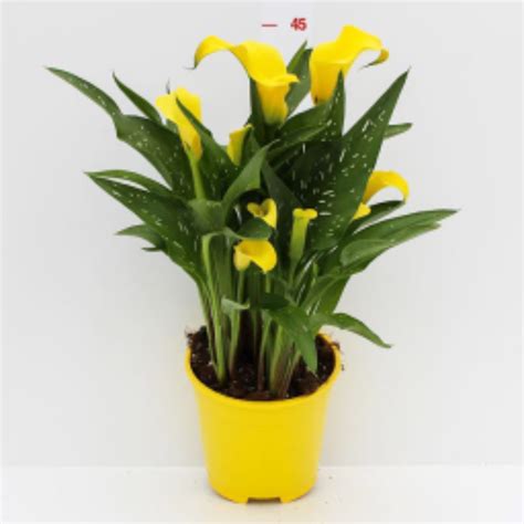 L'aspetto delle nostre piante e piantine d'appartamento è davvero essenziale perché siano davvero sane e ammirate dai nostri ospiti. Calla - Colore giallo - acquista su Lovisetto Garden ...