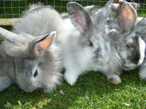 I have this blue otter male bunny, 6 months old for sale ~he is and absolute great little pet who is completely toilet trained. 7 Beautiful Baby Bunnies for sale in Essex | Dunmow, Essex ...