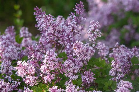 How To Grow And Care For Miss Kim Lilac