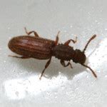 Household Pests Insects Photos