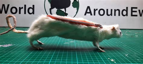 Rat Pencilcase The World Around Ewe
