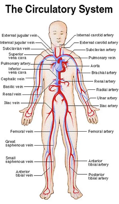 Blood Vessels Diagram