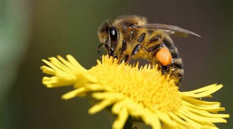 la importancia de las abejas en el planeta maes honey