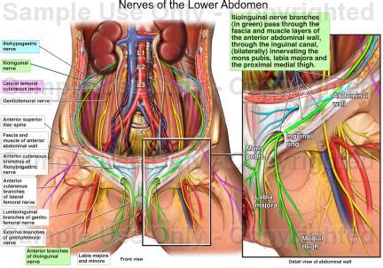 The internal organs in the lower body include the intestines for digesting food, the bladder for holding liquid waste, as well as the liver and the kidneys. The nervous system of the abdomen, lower back, and pelvis ...