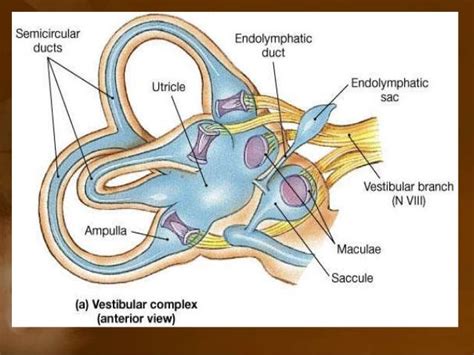 Ear Diagram Utricle Human Body Anatomy