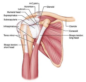 Functional anatomy of the shoulder. Shoulder Anatomy Biceps Tendon : Shoulder Exercises I ...