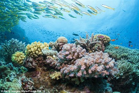 Great Barrier Reef At Risk Of Worst Ever Coral Bleaching