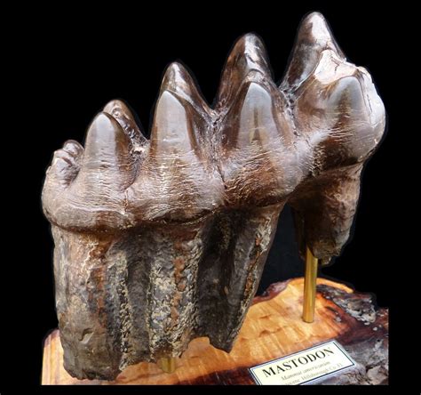Mastodon Molar Members Gallery The Fossil Forum