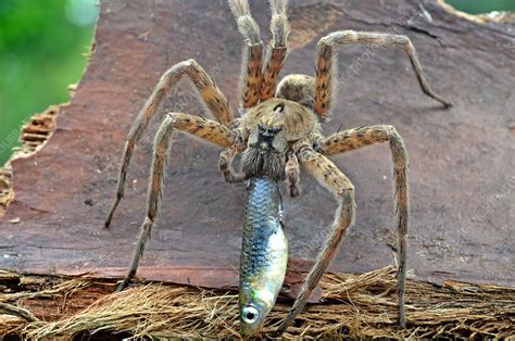 Giant Fishing Spider
