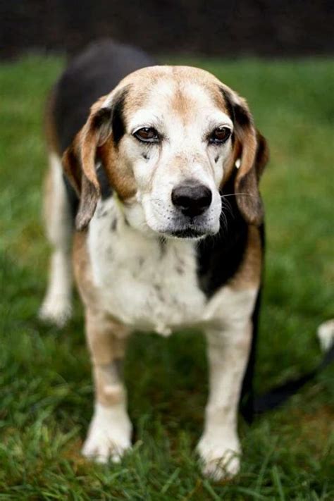 Beautiful Older Beagle Beagle Dog Beagle