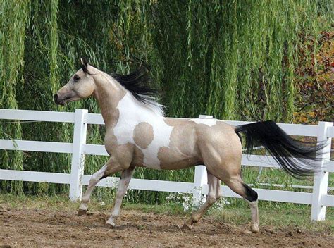 Buckskin Paint Cross With Arabian Horse Wow Horses Horse Breeds