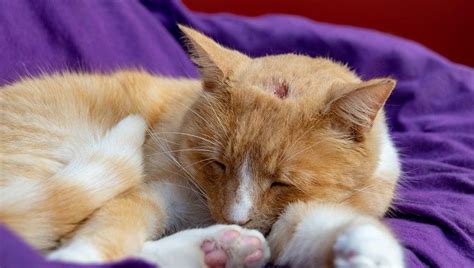 Skin Abscesses On Cats Symptoms Causes And Treatments Cats Pet News