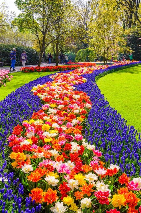 Blooming Flowers In Keukenhof Gardens Lisse Netherlands Beautiful
