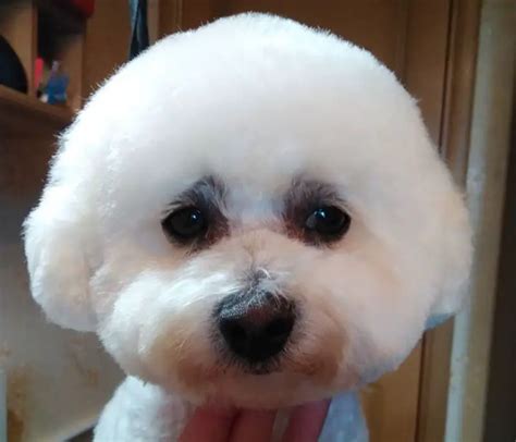 37 Pictures Of Bichon Frise Haircuts Photo Bleumoonproductions