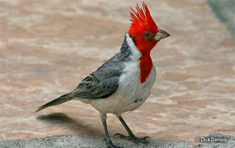Red Crested Cardinal Paroaria Coronata Peru Aves
