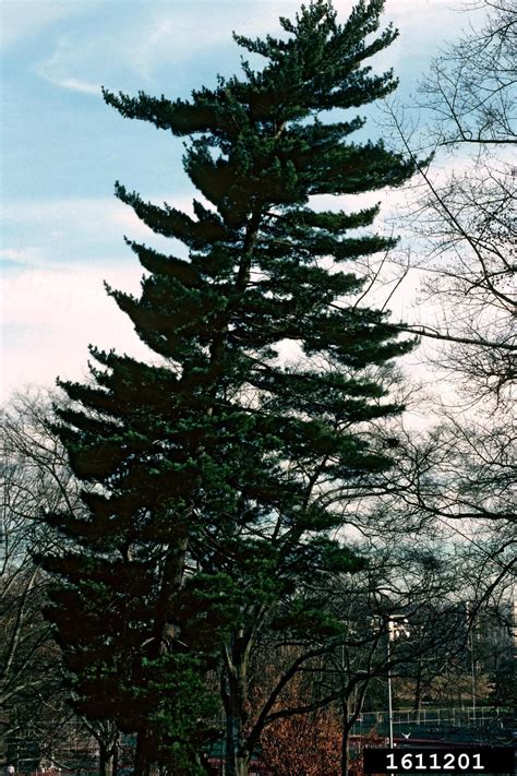 Eastern White Pine Pinus Strobus Pinales Pinaceae 1611201