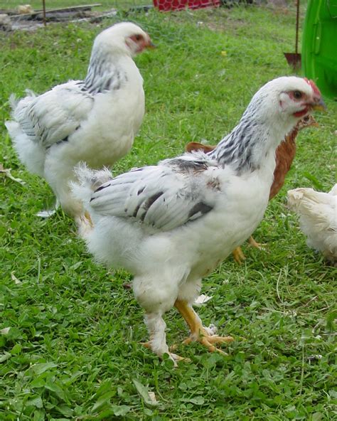 Brahma Chicken Bird Breeds Central