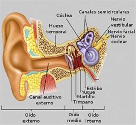 Otorrinolaringología Clinica Andra Mari Galdakao