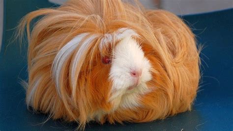 A Hairy Guinea Pig 9 Things That Look Distinctly Like Guccis Hairy