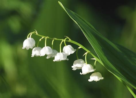 The Meaning And Symbolism Of The Word Lily Of The Valley